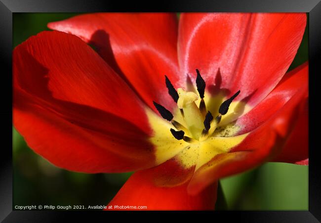 Garden Tulip (Tulipa gesneriana) Didiers Tulip Framed Print by Philip Gough