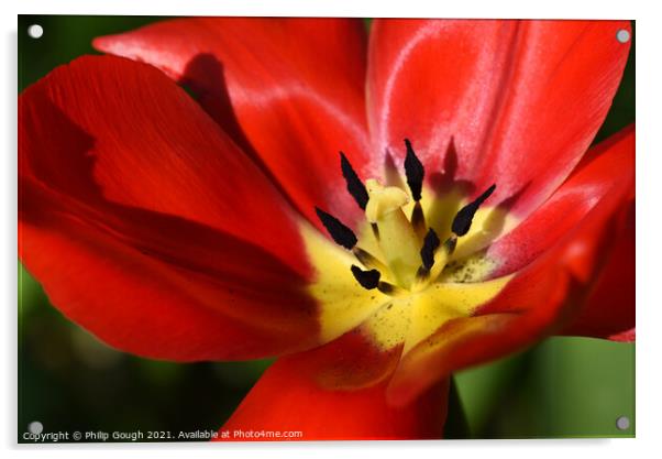 Garden Tulip (Tulipa gesneriana) Didiers Tulip Acrylic by Philip Gough