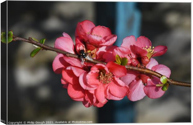 Japanese quince (Chaenomeles Japonica) Canvas Print by Philip Gough