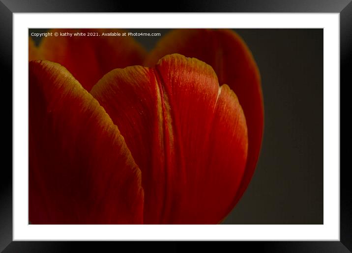 tulip,close up of a red tulip Framed Mounted Print by kathy white