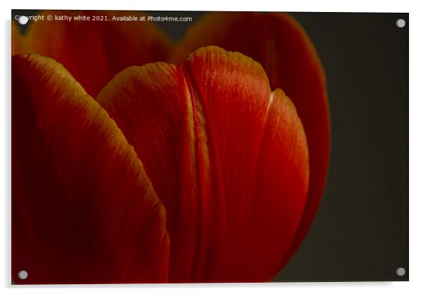 tulip,close up of a red tulip Acrylic by kathy white