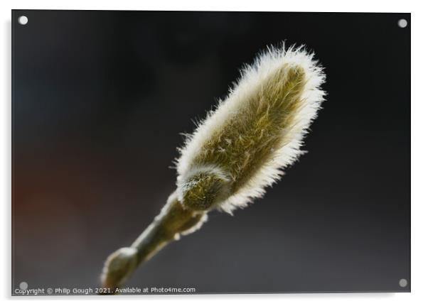  Magnolia Stellata first buds in Spring (stage 1) Acrylic by Philip Gough