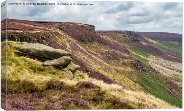 Heather flowering on slopes of Kinder Scout, Peak District Canvas Print by Andrew Kearton