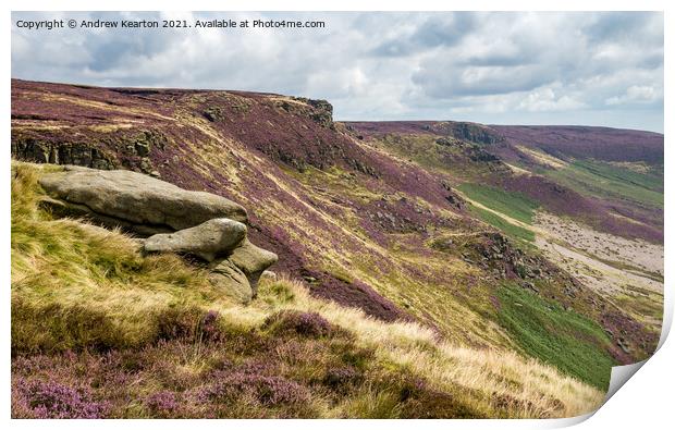 Heather flowering on slopes of Kinder Scout, Peak District Print by Andrew Kearton