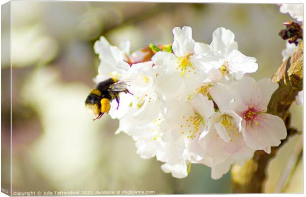 Hungry bee enjoying stunning blossom Canvas Print by Julie Tattersfield
