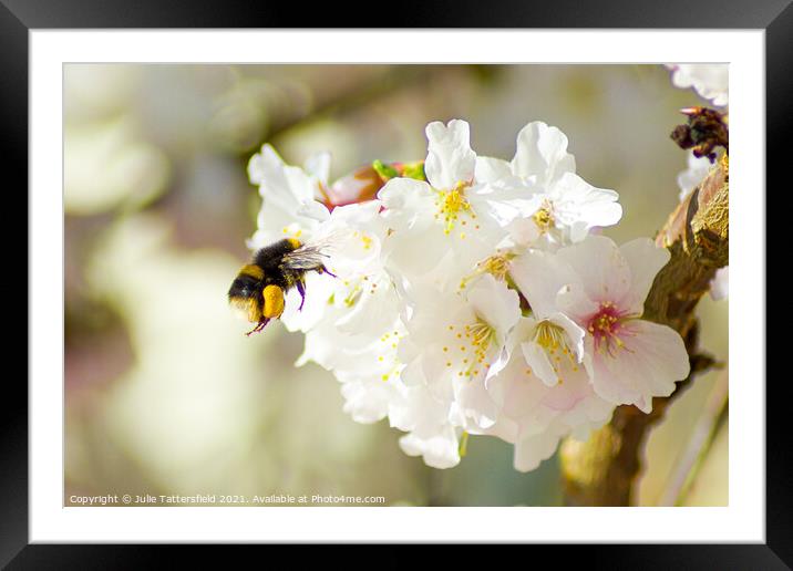 Hungry bee enjoying stunning blossom Framed Mounted Print by Julie Tattersfield