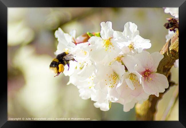 Hungry bee enjoying stunning blossom Framed Print by Julie Tattersfield