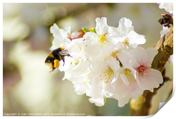 Hungry bee enjoying stunning blossom Print by Julie Tattersfield