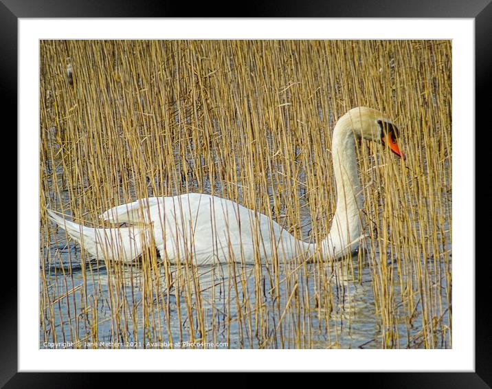 Swan amongst Dried Water Reed Plants  Framed Mounted Print by Jane Metters
