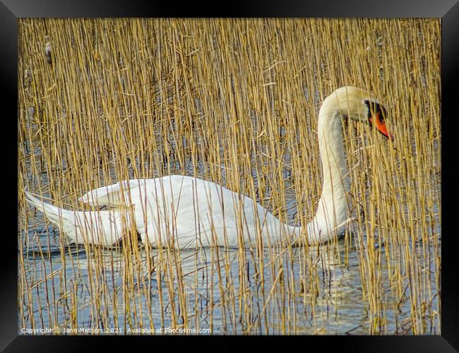 Swan amongst Dried Water Reed Plants  Framed Print by Jane Metters