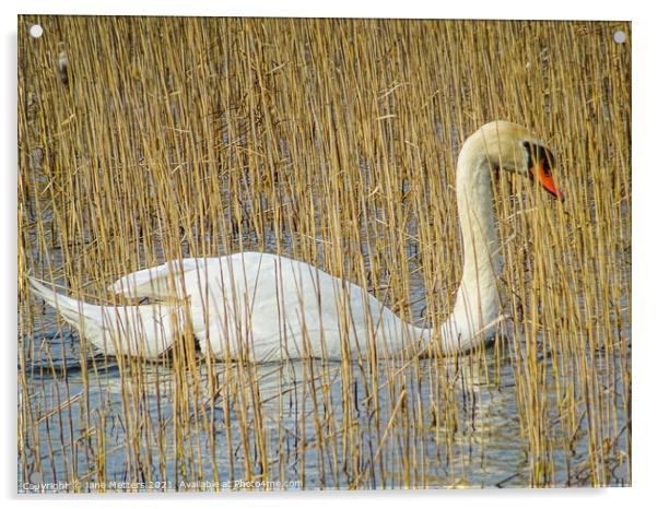 Swan amongst Dried Water Reed Plants  Acrylic by Jane Metters
