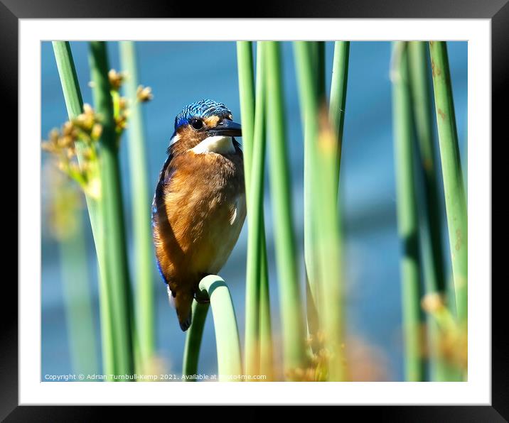 Now you see me, Marievale Nature Reserve, Gauteng  Framed Mounted Print by Adrian Turnbull-Kemp