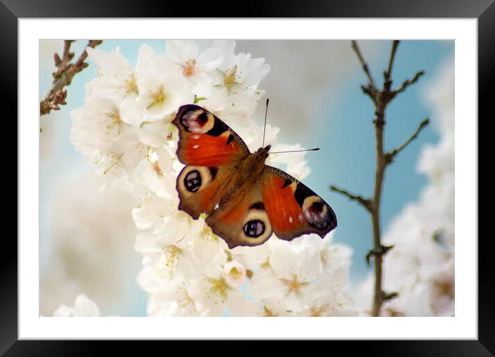Peacock butterfly enjoying spring blossom Framed Mounted Print by Julie Tattersfield