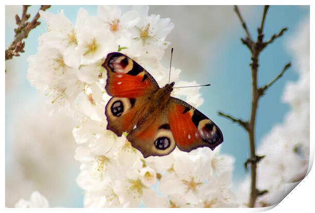 Peacock butterfly enjoying spring blossom Print by Julie Tattersfield