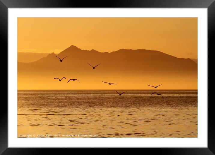 Evening flight  Framed Mounted Print by Alister Firth Photography