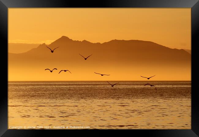 Evening flight  Framed Print by Alister Firth Photography