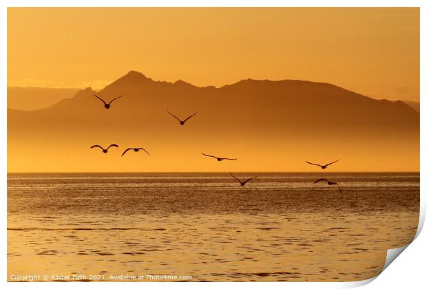 Evening flight  Print by Alister Firth Photography