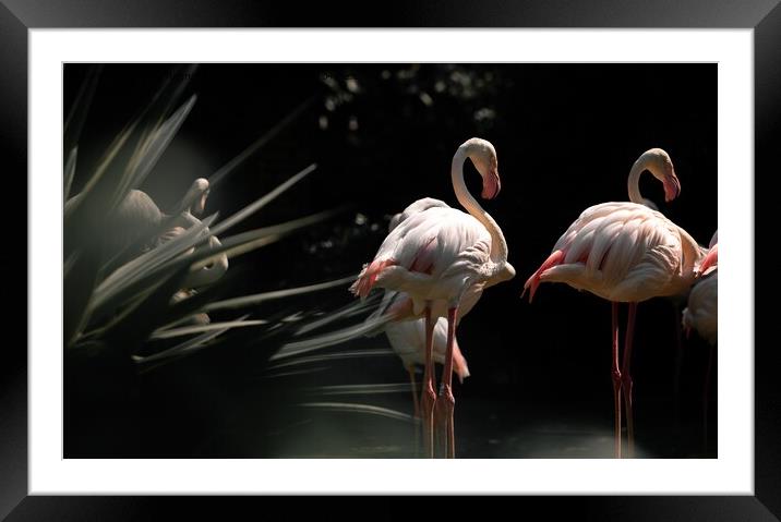 Flamingos are together at night  Framed Mounted Print by maka magnolia