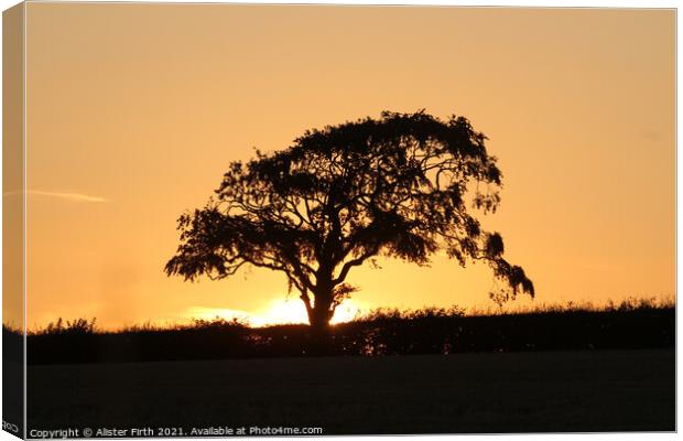 Tree sunset Canvas Print by Alister Firth Photography