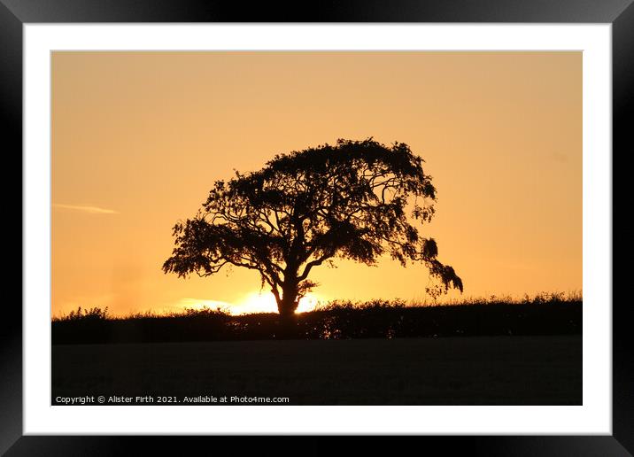Tree sunset Framed Mounted Print by Alister Firth Photography