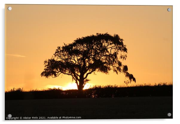 Tree sunset Acrylic by Alister Firth Photography