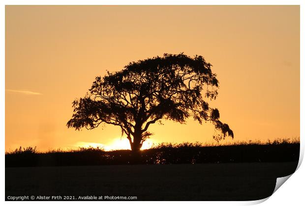 Tree sunset Print by Alister Firth Photography