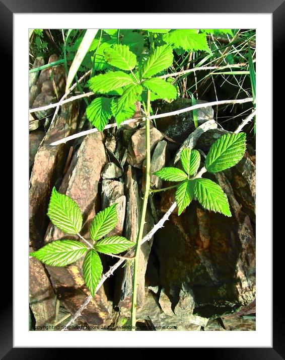 Brambles Framed Mounted Print by Stephanie Moore
