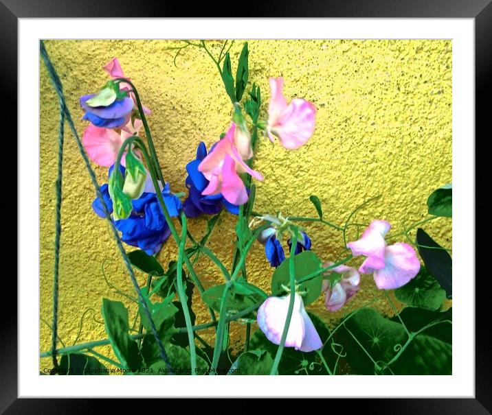 Pink and blue Flowers Framed Mounted Print by Stephanie Moore