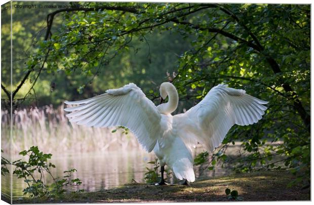 The winged swan proudly stands by the water Canvas Print by maka magnolia