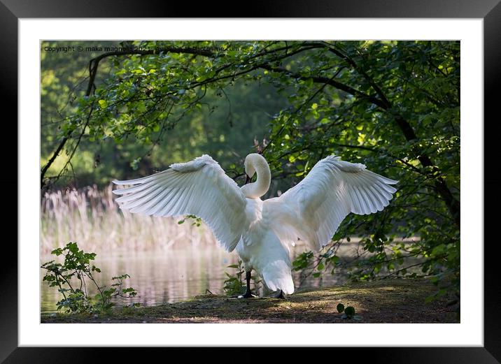 The winged swan proudly stands by the water Framed Mounted Print by maka magnolia