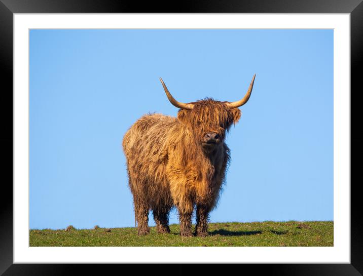 Heilan Coo. Framed Mounted Print by Tommy Dickson
