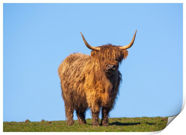 Heilan Coo. Print by Tommy Dickson