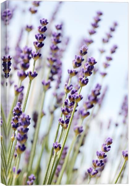 English Lavender Canvas Print by Neil Overy