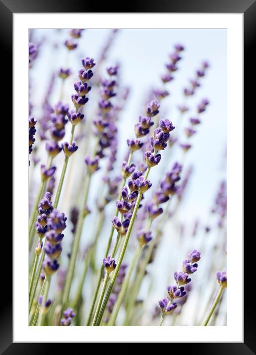 English Lavender Framed Mounted Print by Neil Overy