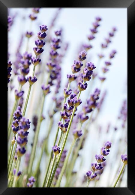 English Lavender Framed Print by Neil Overy