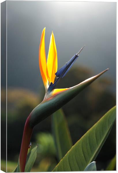 Bird of Paradise Flower Canvas Print by Neil Overy