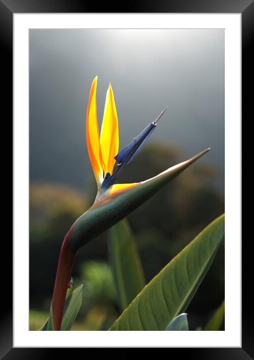 Bird of Paradise Flower Framed Mounted Print by Neil Overy