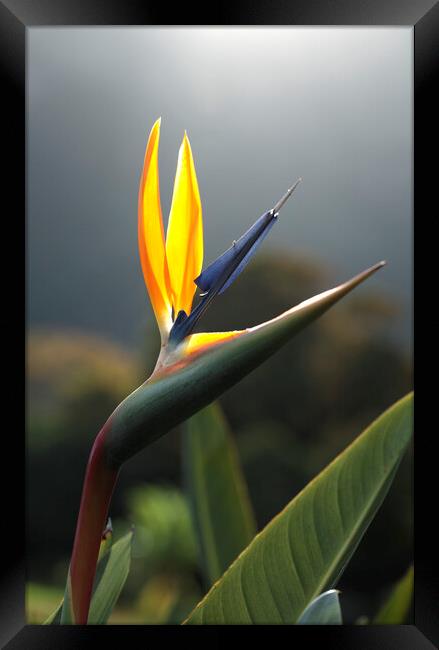 Bird of Paradise Flower Framed Print by Neil Overy
