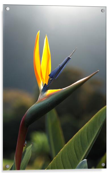 Bird of Paradise Flower Acrylic by Neil Overy