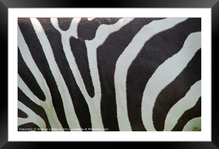 Zebra Skin Framed Mounted Print by Graham Lathbury