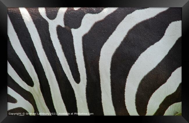 Zebra Skin Framed Print by Graham Lathbury