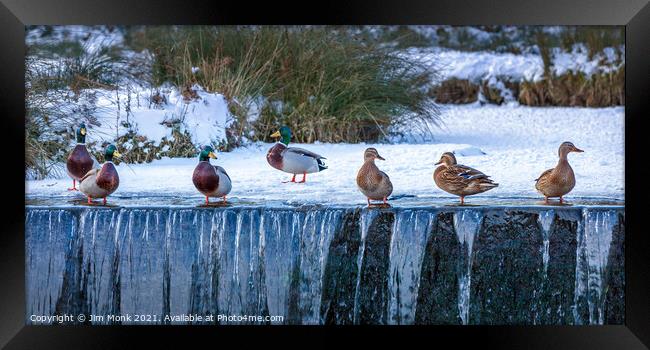 Ducks in a Row Framed Print by Jim Monk