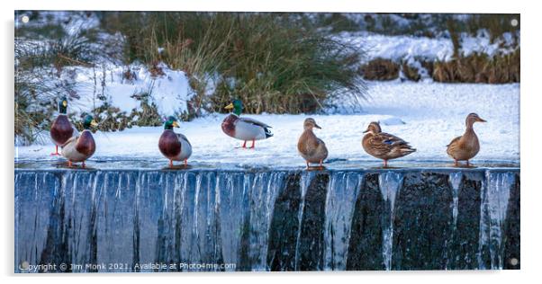 Ducks in a Row Acrylic by Jim Monk