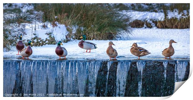Ducks in a Row Print by Jim Monk