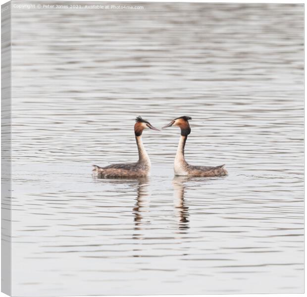 Great Crested Grebe Pair. Canvas Print by Peter Jones