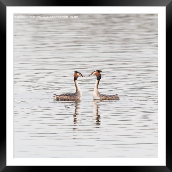 Great Crested Grebe Pair. Framed Mounted Print by Peter Jones