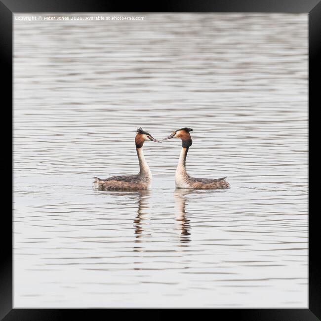 Great Crested Grebe Pair. Framed Print by Peter Jones