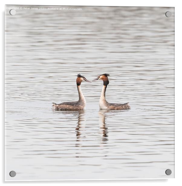 Great Crested Grebe Pair. Acrylic by Peter Jones