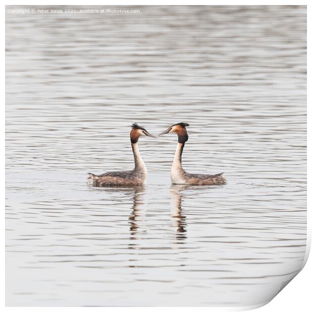 Great Crested Grebe Pair. Print by Peter Jones