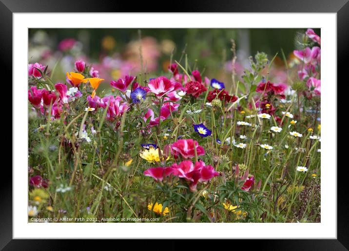 Wild Flower Meadow Framed Mounted Print by Alister Firth Photography